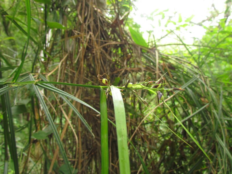 Razor Grass photo 5