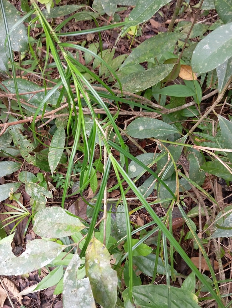 Razor Grass photo 6