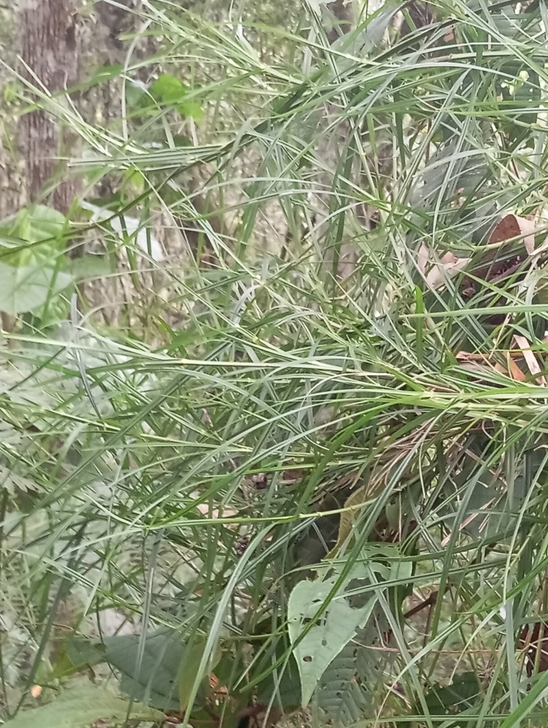 Razor Grass photo 7