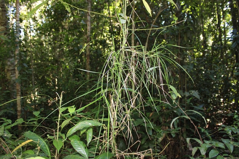 Razor Grass photo 8