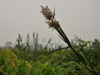 Nutrush