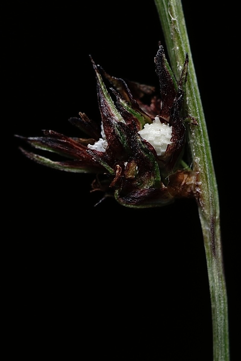 Low Nutrush photo 3