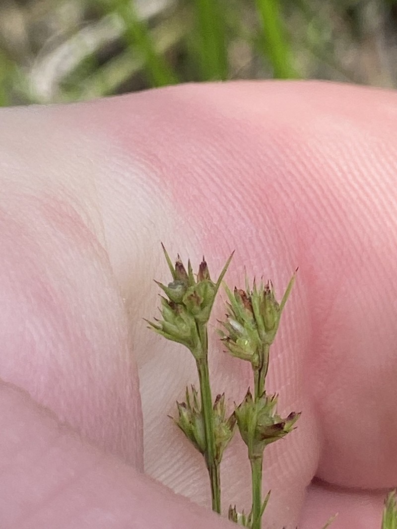 Low Nutrush photo 4
