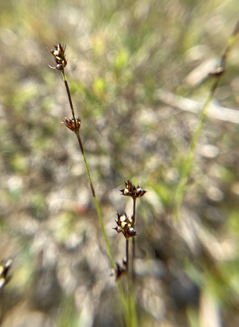 Low Nutrush photo 5
