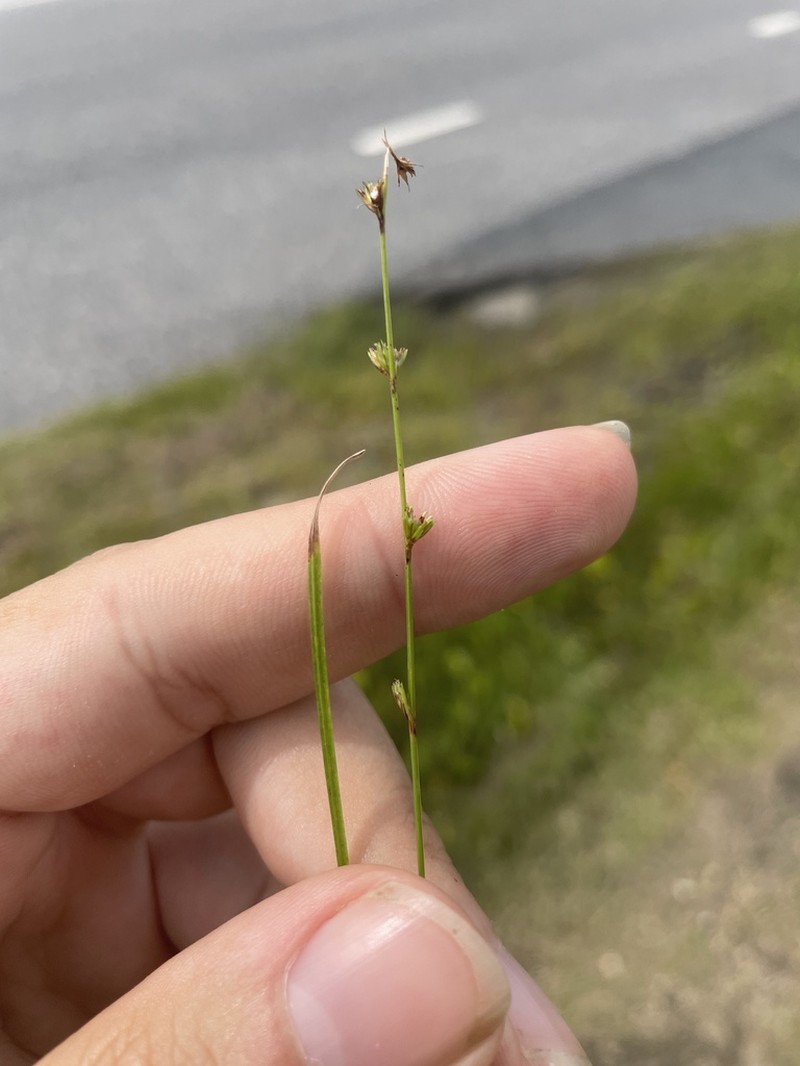 Low Nutrush photo 6