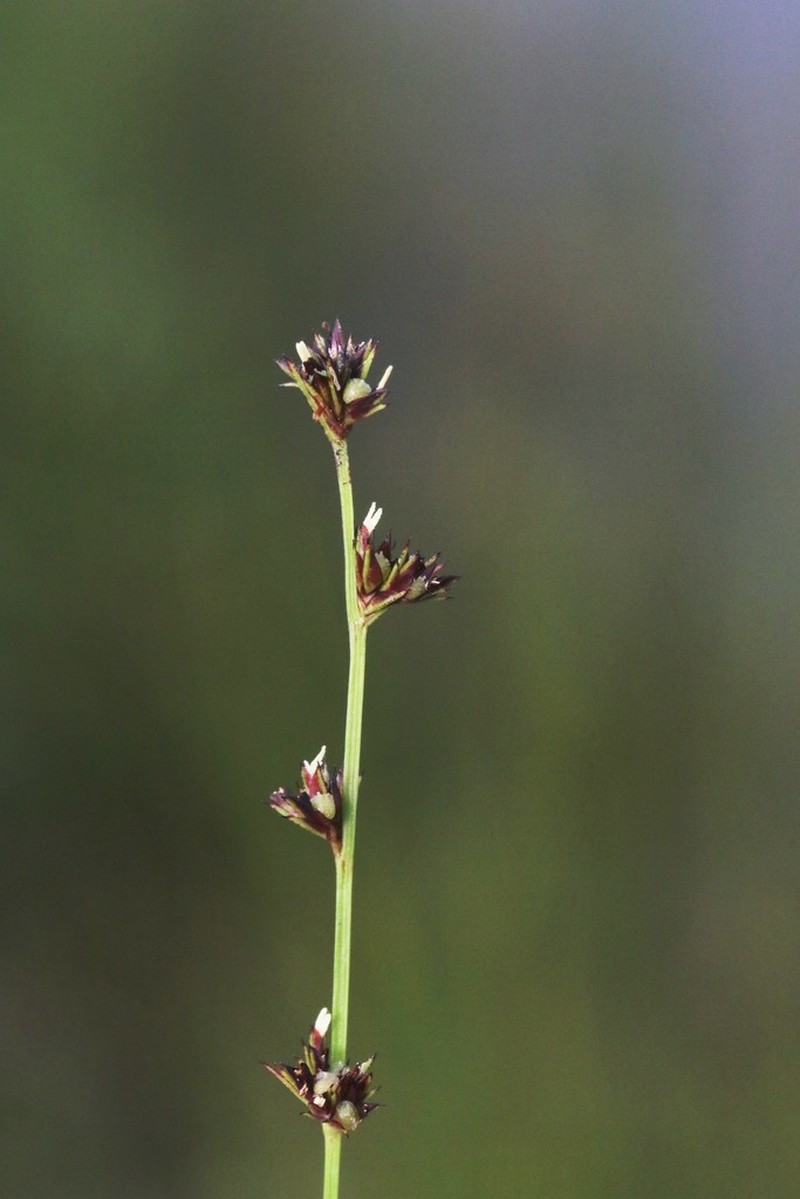 Low Nutrush photo 8