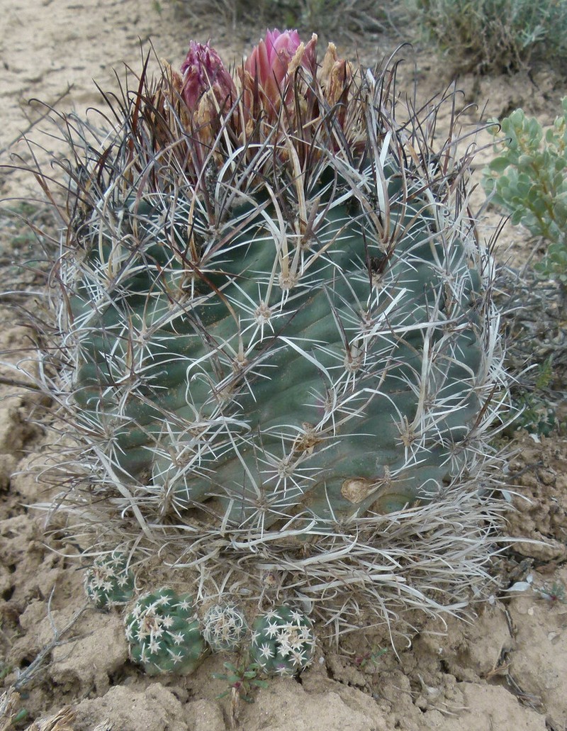 Sclerocactus blainei photo 2