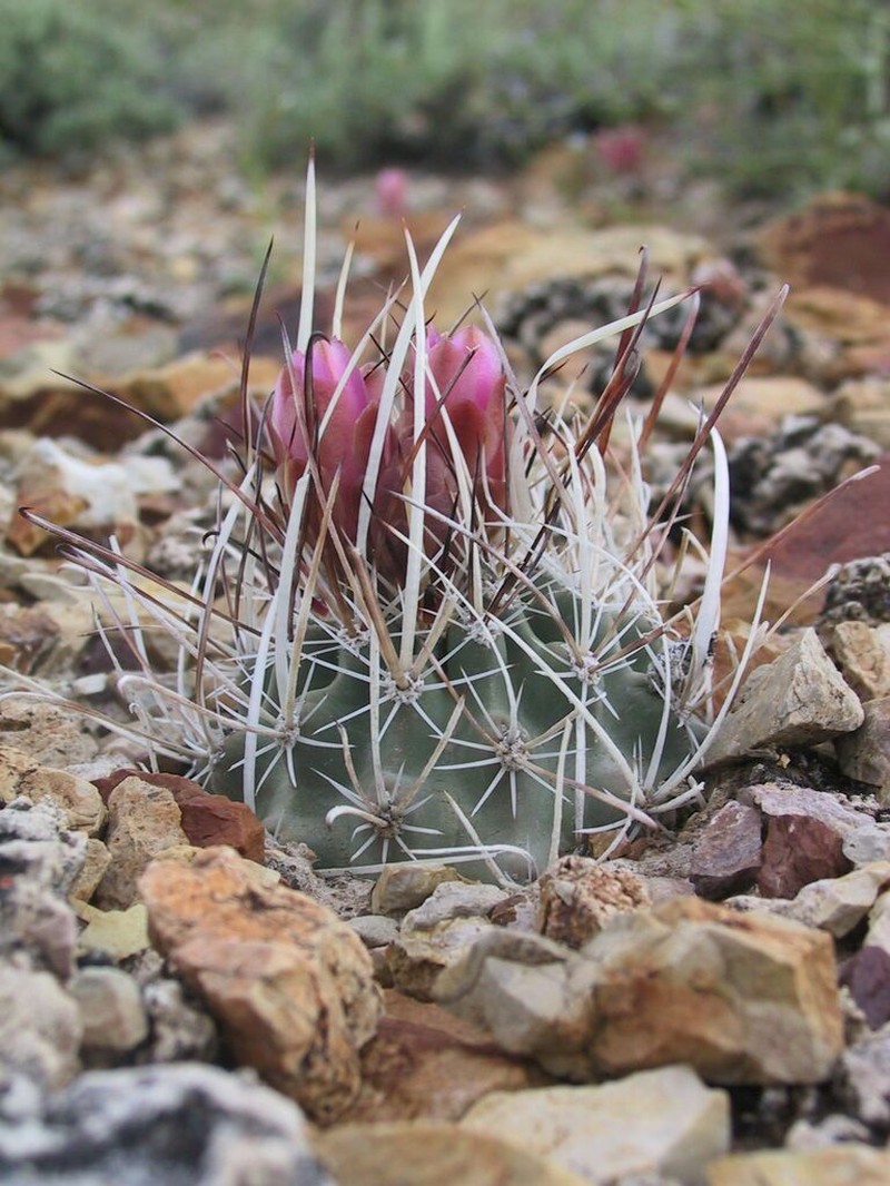 Sclerocactus blainei photo 3