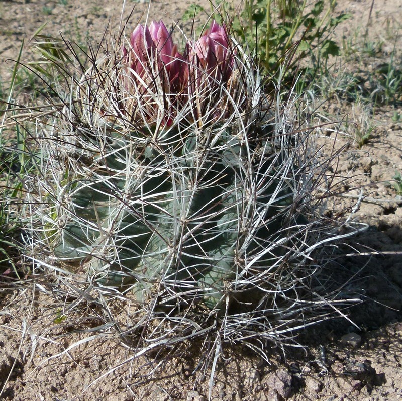 Sclerocactus blainei photo 4