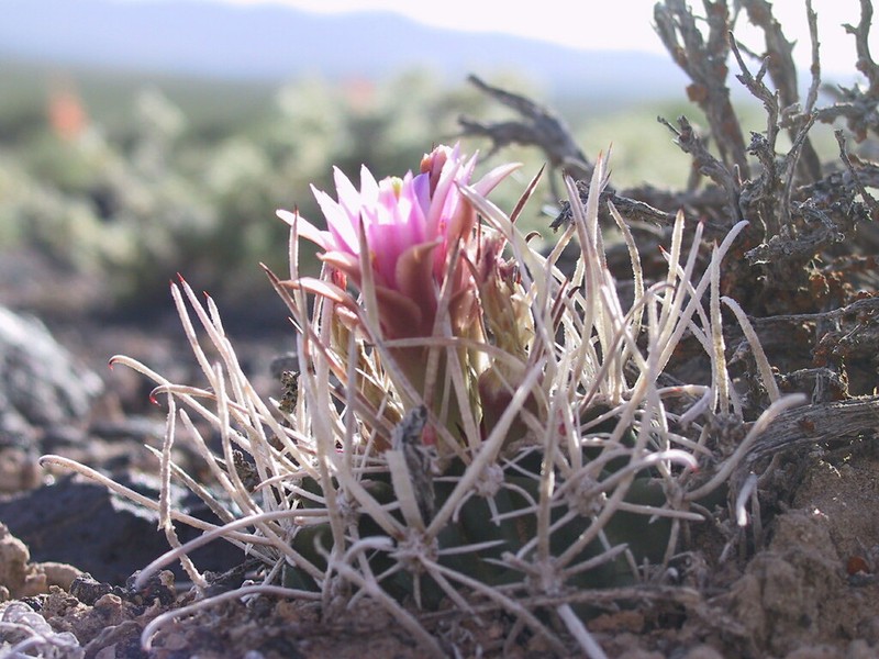 Sclerocactus blainei photo 5