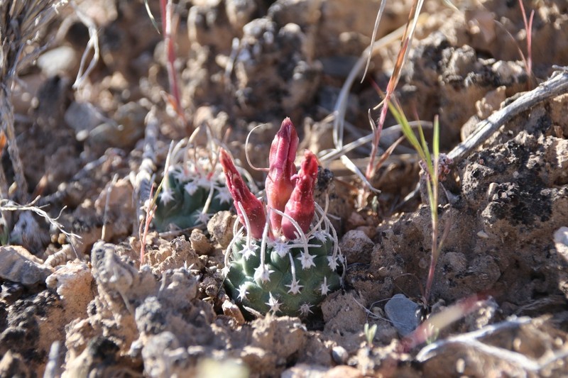 Sclerocactus blainei photo 6