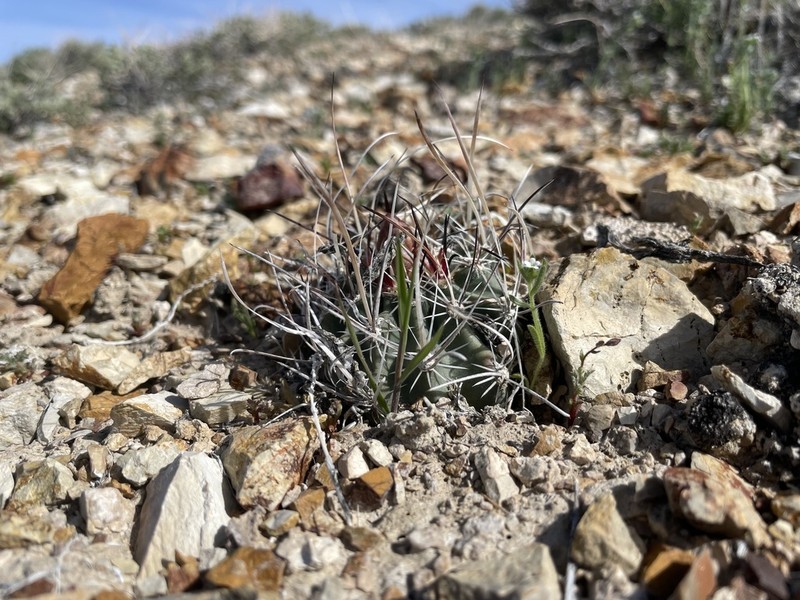 Sclerocactus blainei photo 7