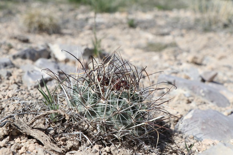 Sclerocactus blainei photo 8
