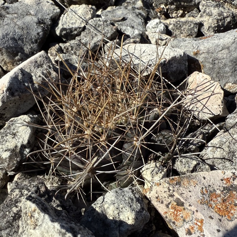 Shorthook Fishhook Cactus photo 3