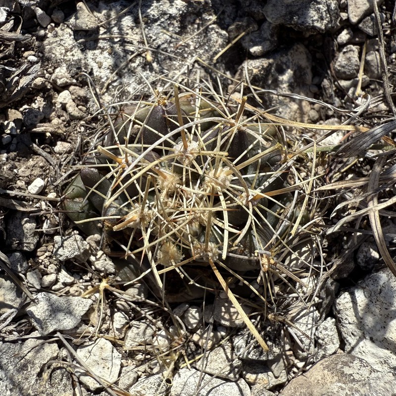 Shorthook Fishhook Cactus photo 4