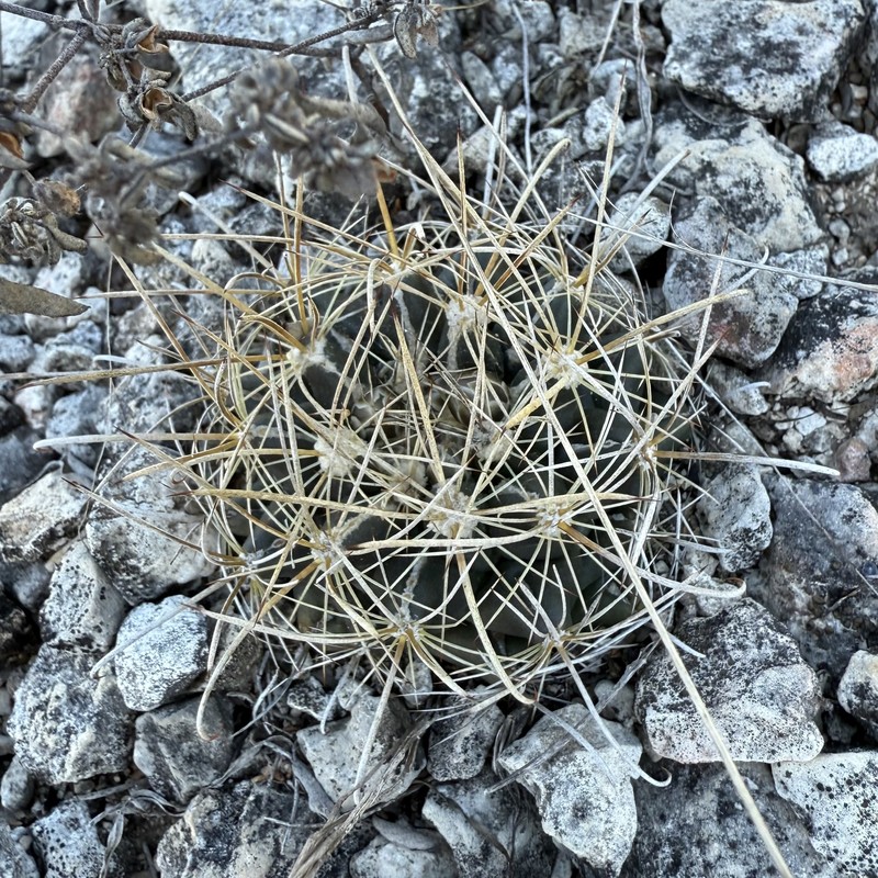 Shorthook Fishhook Cactus photo 5