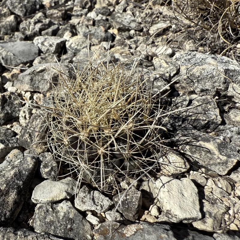 Shorthook Fishhook Cactus photo 6