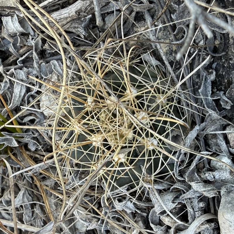 Shorthook Fishhook Cactus photo 7