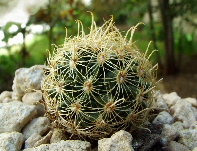 Shorthook Fishhook Cactus