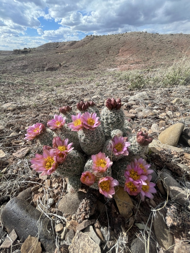 Pariette Cactus photo 3
