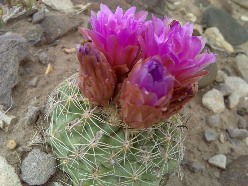 Pariette Cactus photo 4
