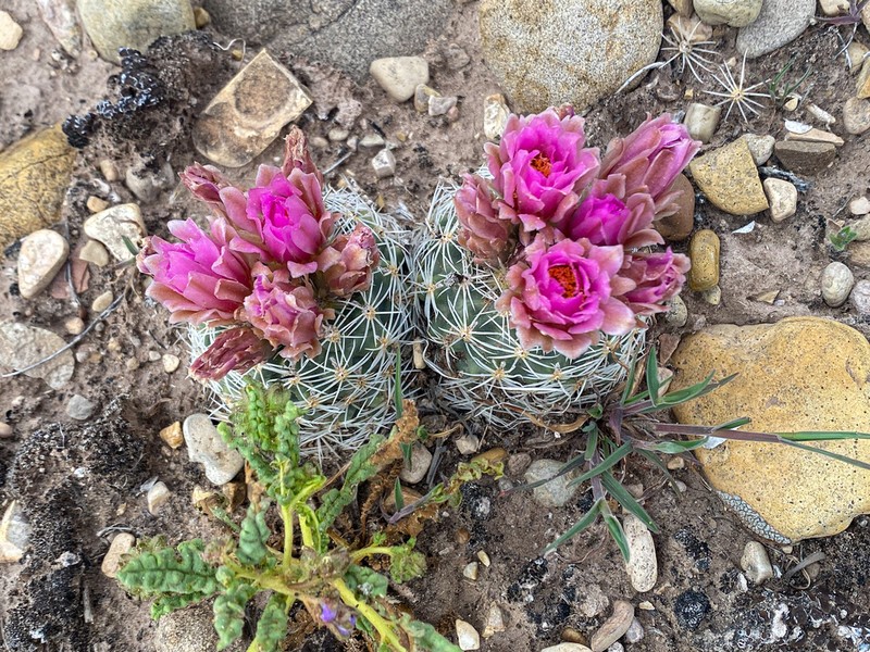 Pariette Cactus photo 5