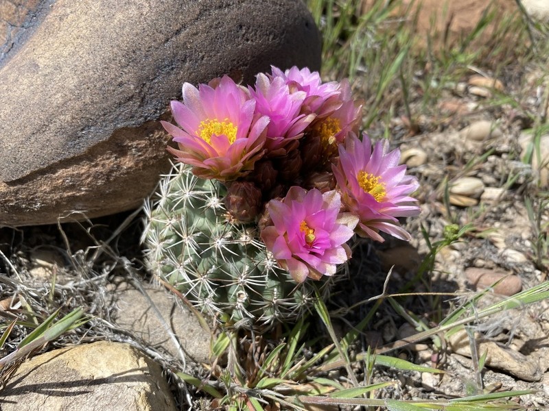 Pariette Cactus photo 6