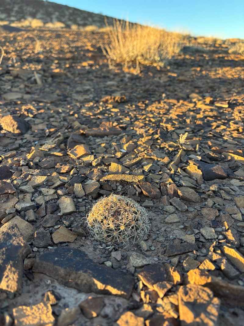Pariette Cactus photo 7
