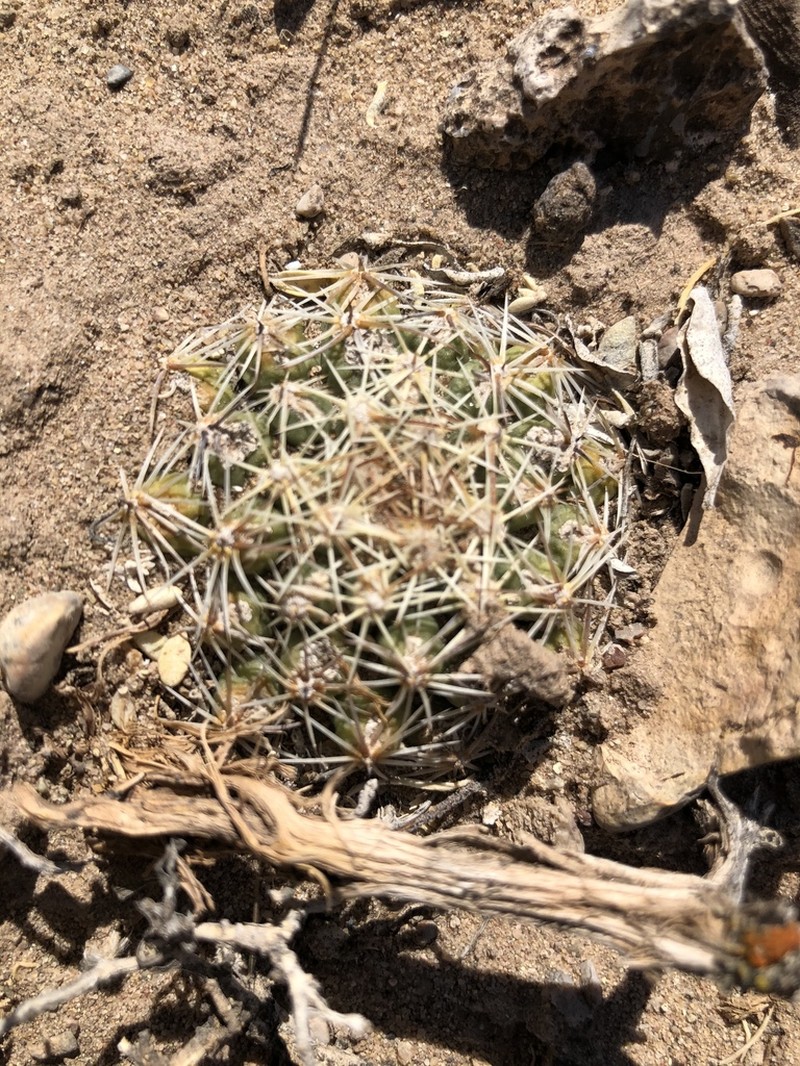 Pariette Cactus photo 8