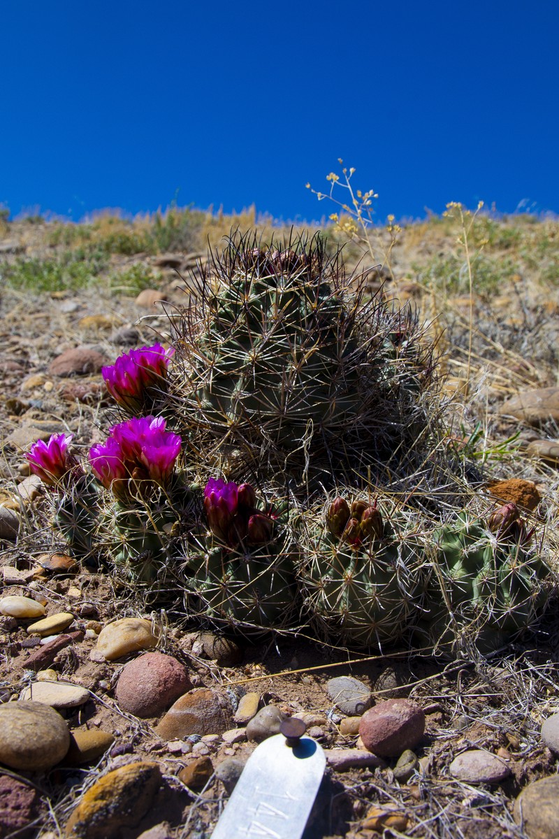 Pariette Cactus photo 2