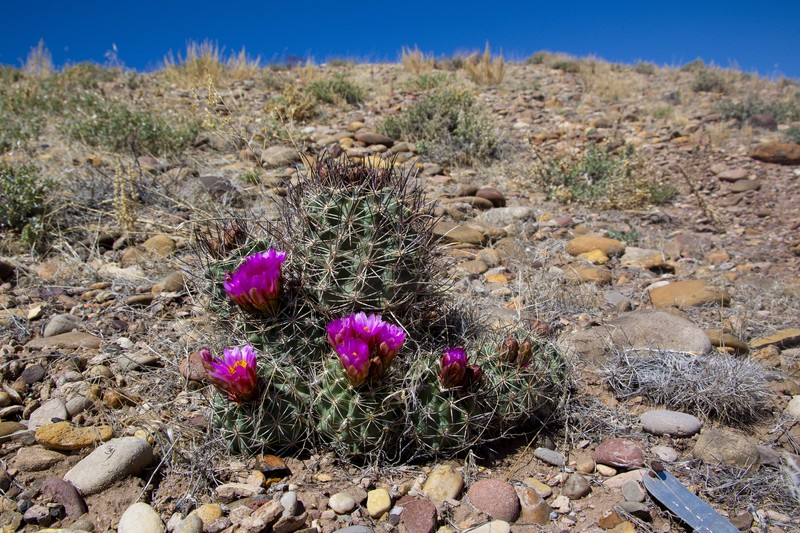 Pariette Cactus photo 3