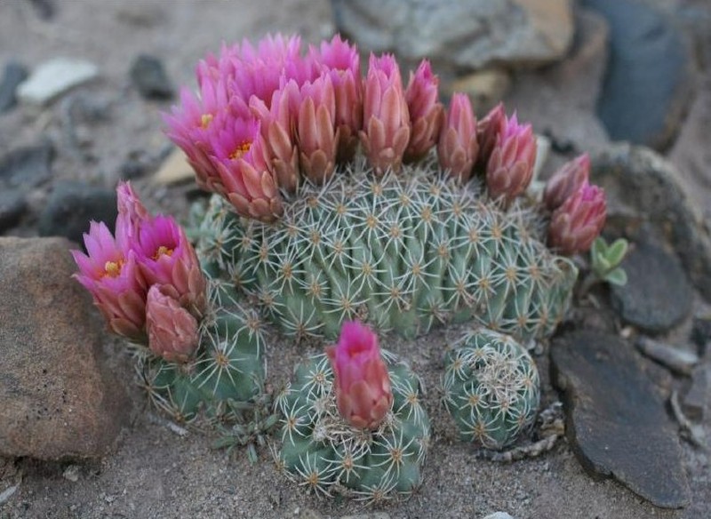 Pariette Cactus