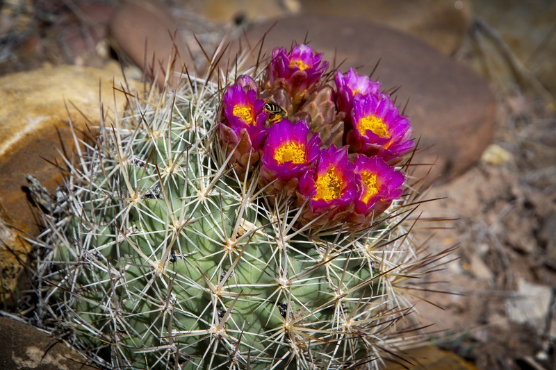 Pariette Cactus photo 4
