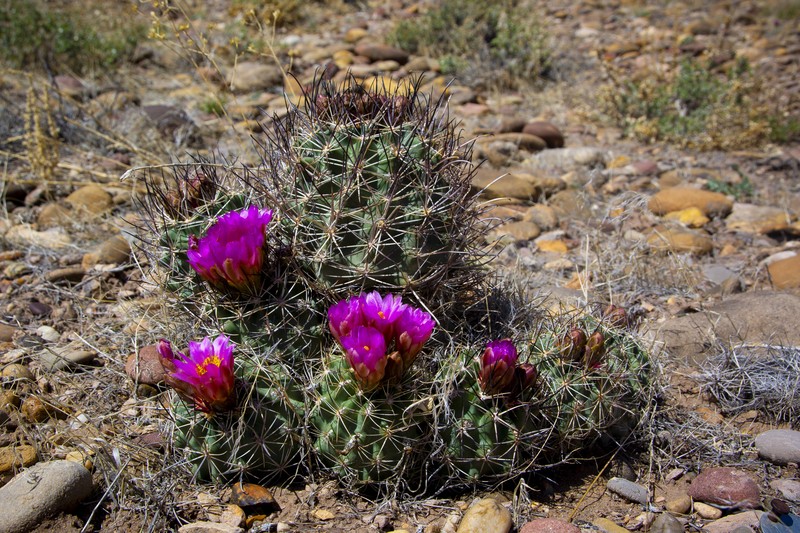 Pariette Cactus photo 5