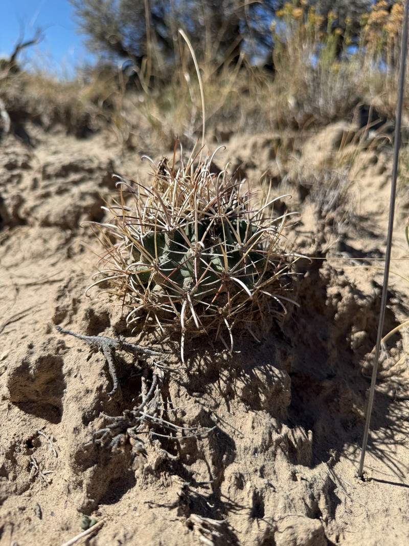 Sclerocactus cloverae