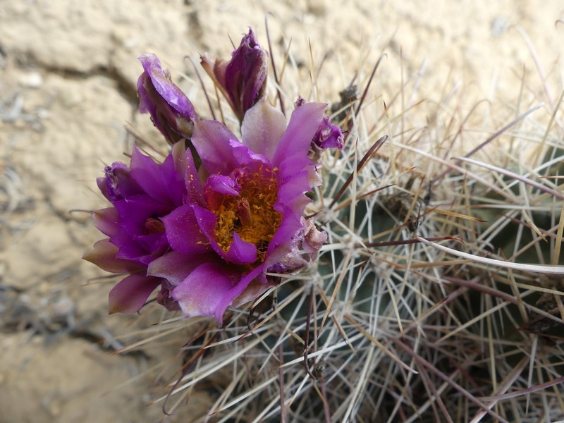 Sclerocactus cloverae photo 2