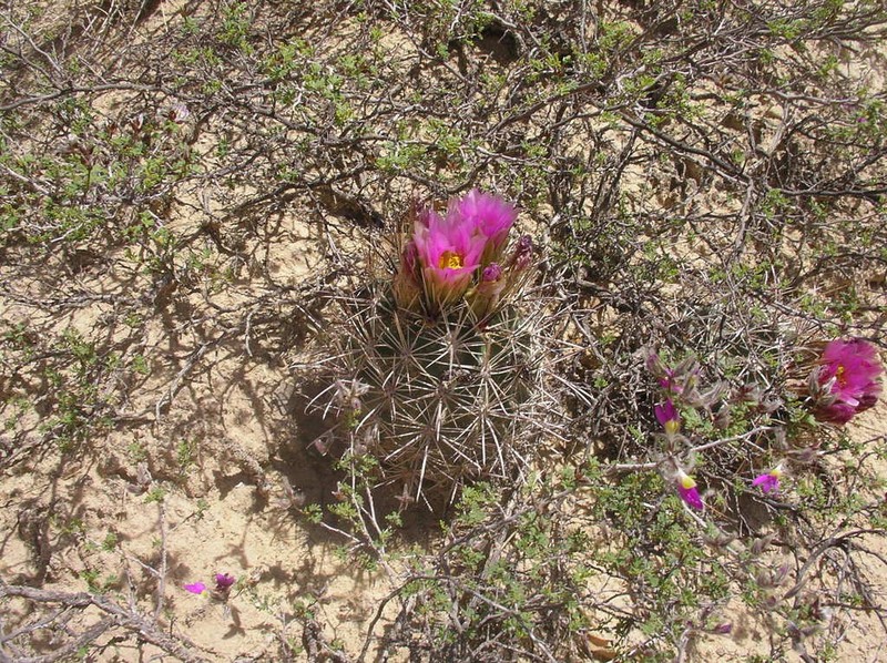 Sclerocactus cloverae photo 3