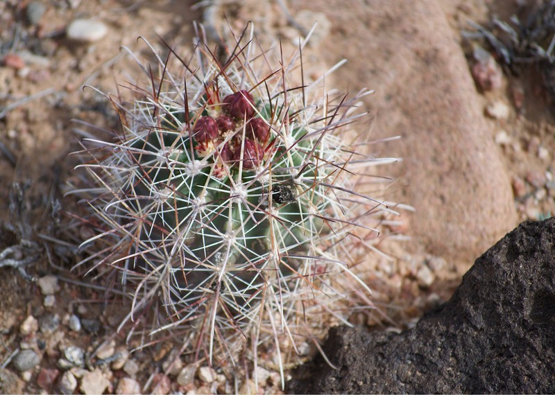Sclerocactus cloverae photo 4