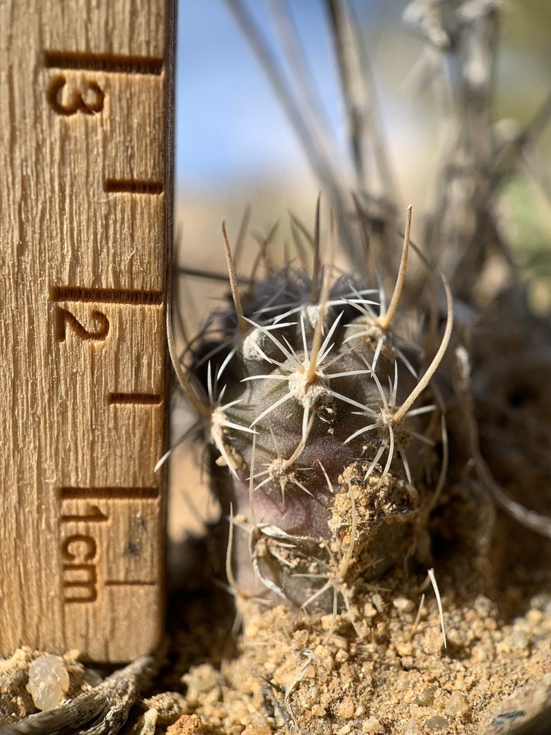Sclerocactus cloverae photo 5