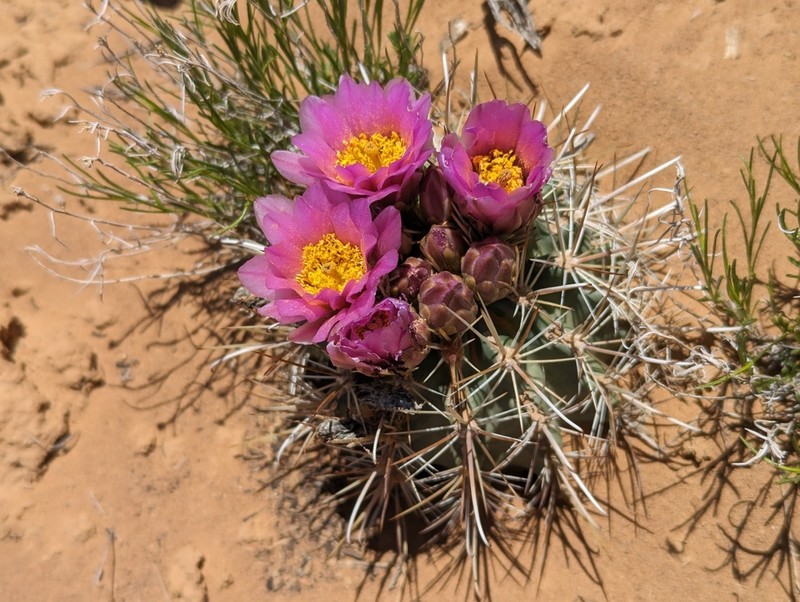 Sclerocactus cloverae photo 6