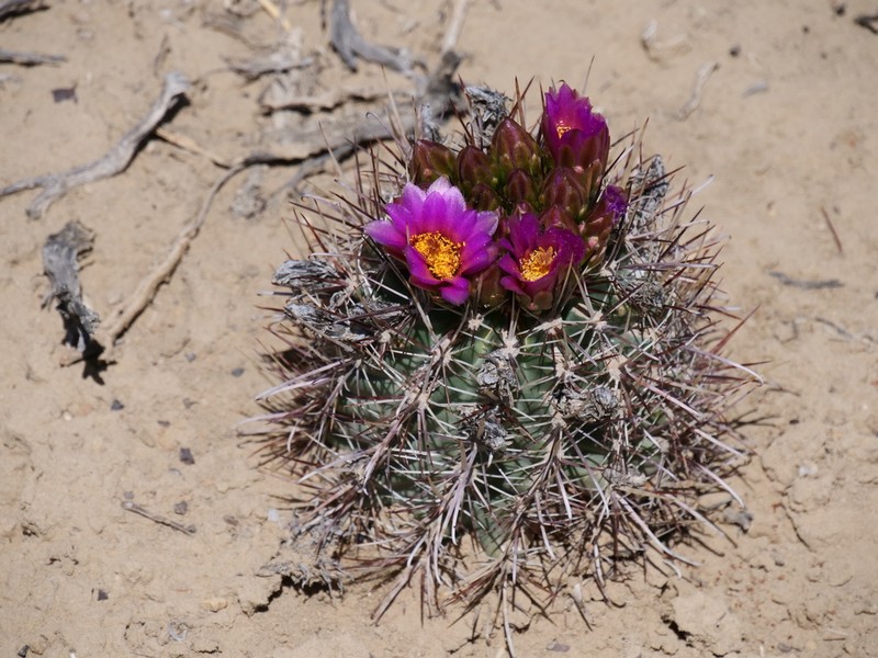 Sclerocactus cloverae photo 7