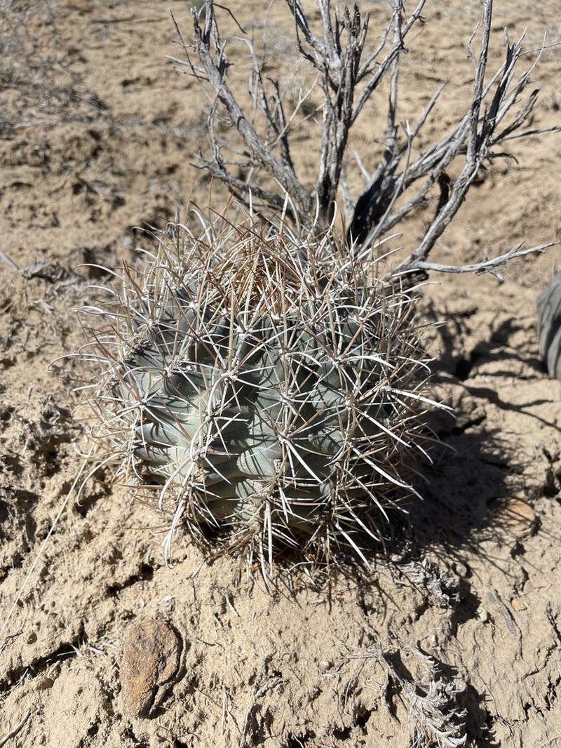 Sclerocactus cloverae photo 8
