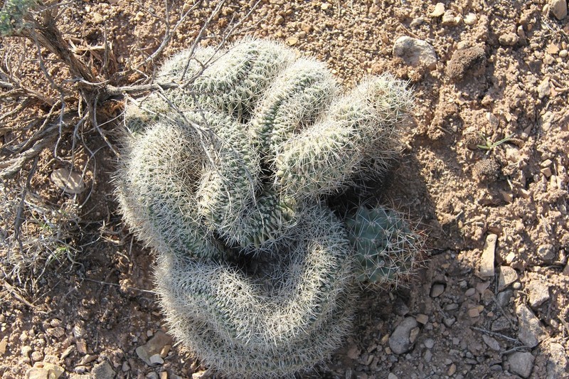Sclerocactus dawsoniae