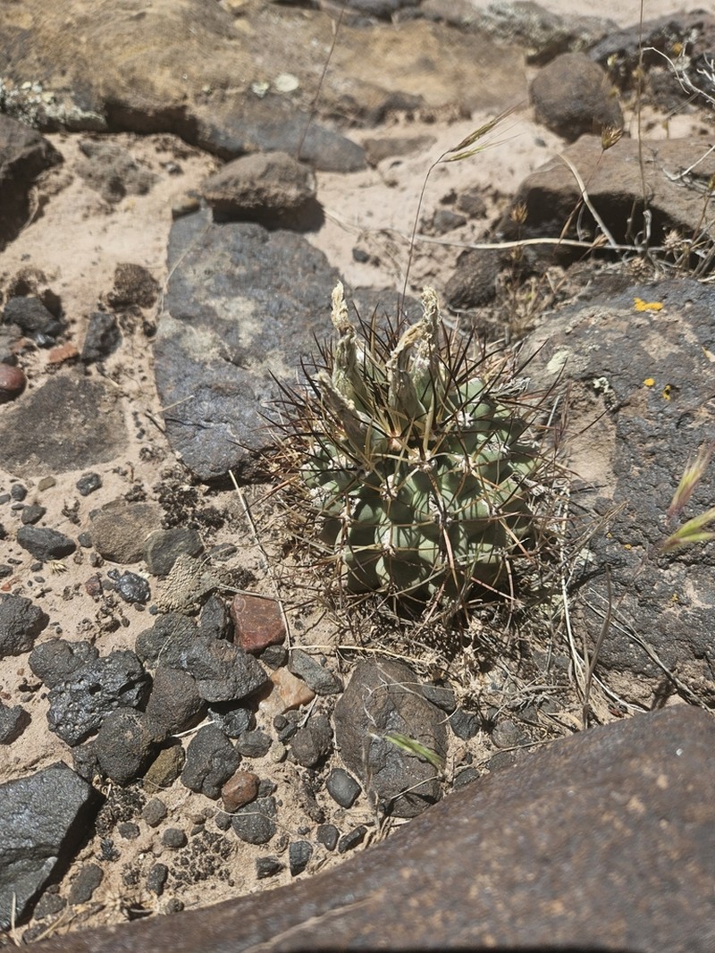 Sclerocactus dawsoniae photo 2