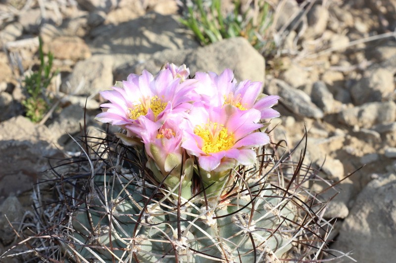 Sclerocactus dawsoniae photo 3