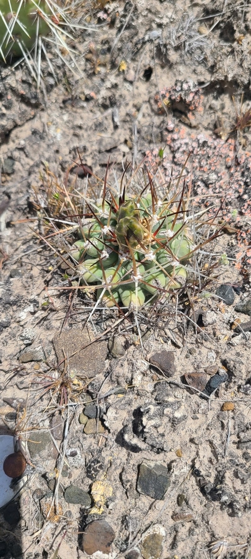 Sclerocactus dawsoniae photo 4