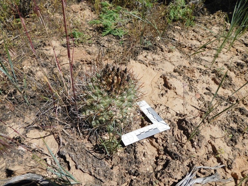 Sclerocactus dawsoniae photo 5