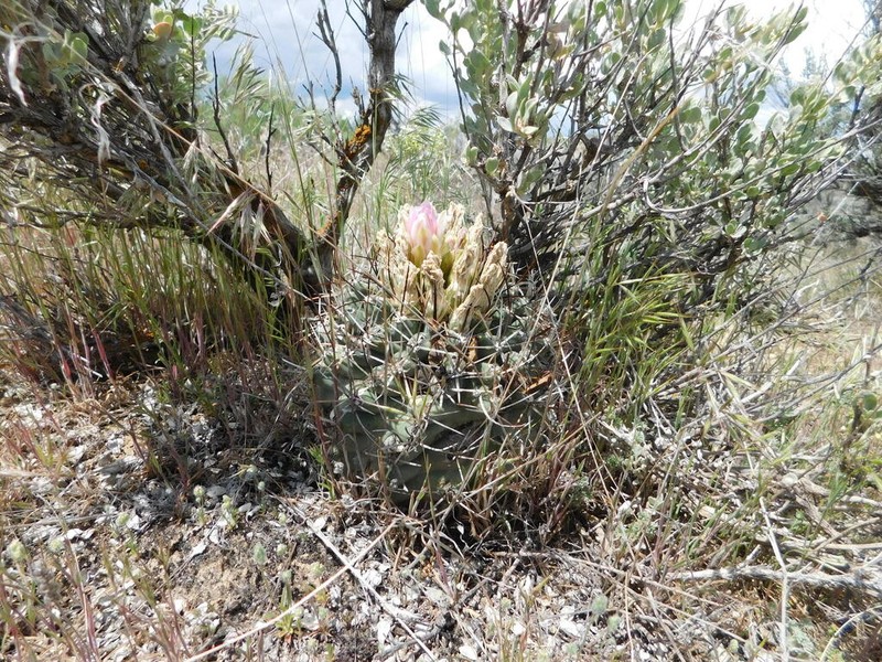 Sclerocactus dawsoniae photo 6
