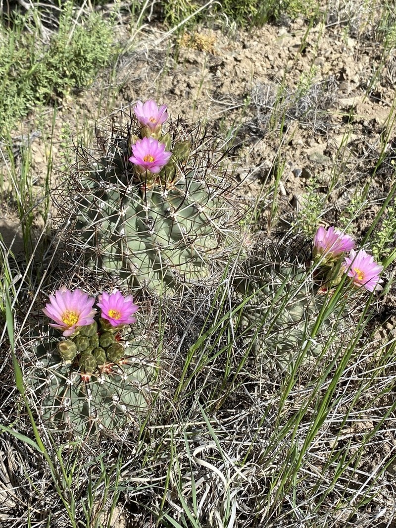 Sclerocactus dawsoniae photo 7