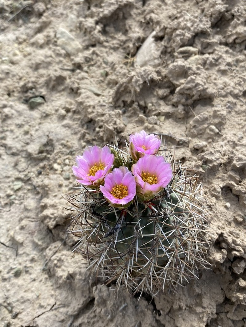 Sclerocactus dawsoniae photo 8